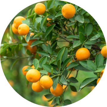 kumquat circled lazaris