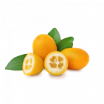 kum quat lazaris