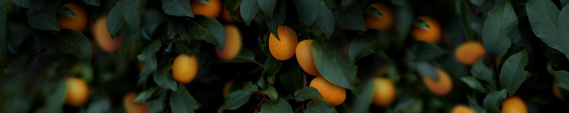 fasa kefalari kumquat